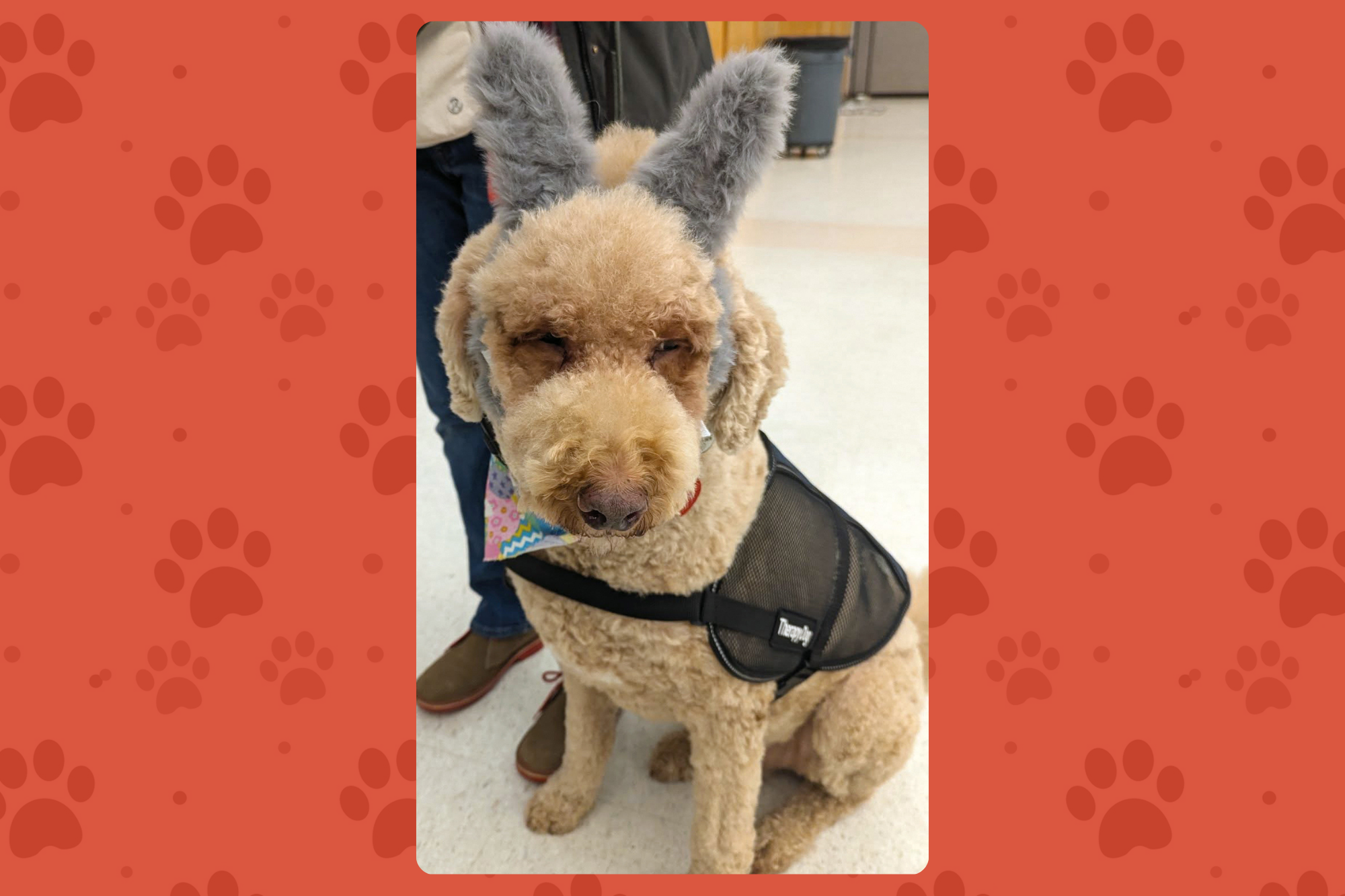Charlie, a goldendoodle courthouse therapy dog, sits calmly indoors wearing a therapy vest and soft ear coverings, offering comfort to courthouse visitors.